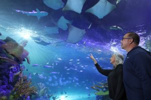 Sting Rays at Branson Aquarium